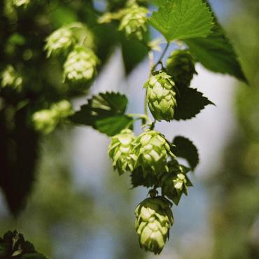 Houblon 